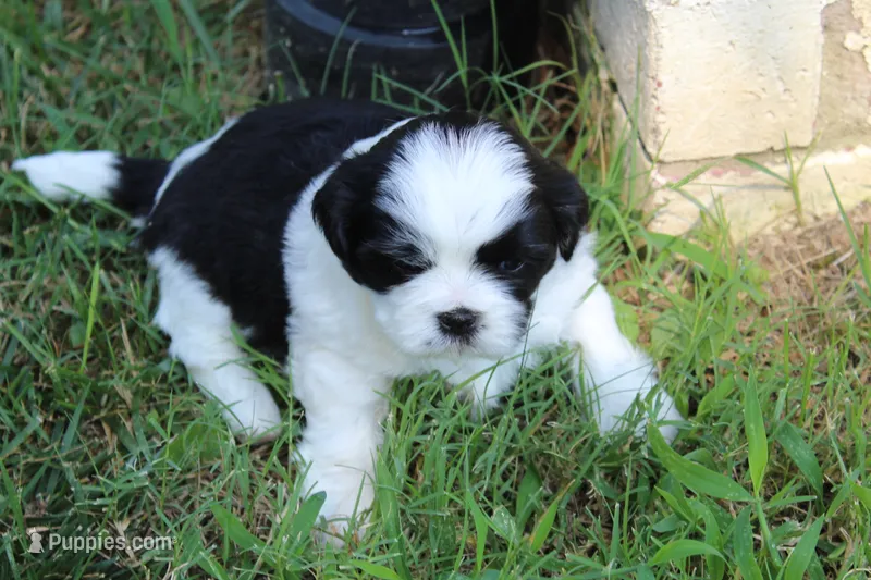 Wyatt – Shih Tzu puppy for sale in Sapulpa, OK