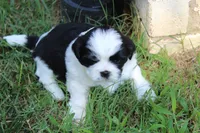 Wyatt, a male Shih Tzu for sale in Sapulpa, OK – 2 of 2