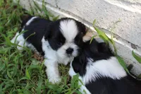 Elliott, a male Shih Tzu for sale in Sapulpa, OK – 3 of 4