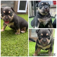 Bull, a male American Bully for sale in Macclenny, FL – 2 of 2