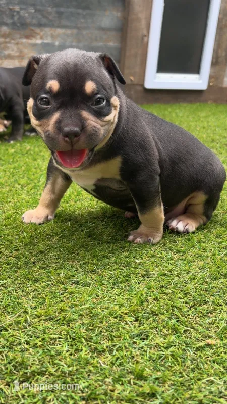 Bull – American Bully puppy for sale in Macclenny, FL