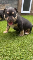 Bull, a male American Bully for sale in Macclenny, FL – 1 of 2