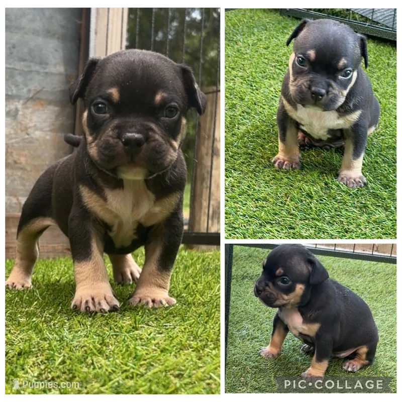 Blue  – American Bully puppy for sale in Macclenny, FL