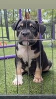 Ken , a male American Bully for sale in Macclenny, FL – 1 of 2