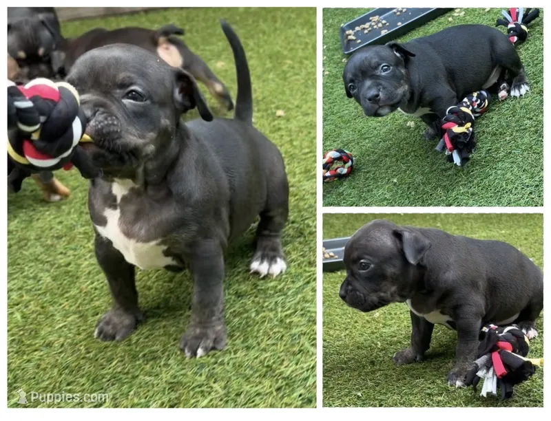 Sassy  – American Bully puppy for sale in Macclenny, FL