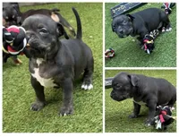Sassy , a female American Bully for sale in Macclenny, FL – 1 of 1
