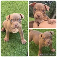 Goode, a male American Bully for sale in Macclenny, FL – 1 of 1