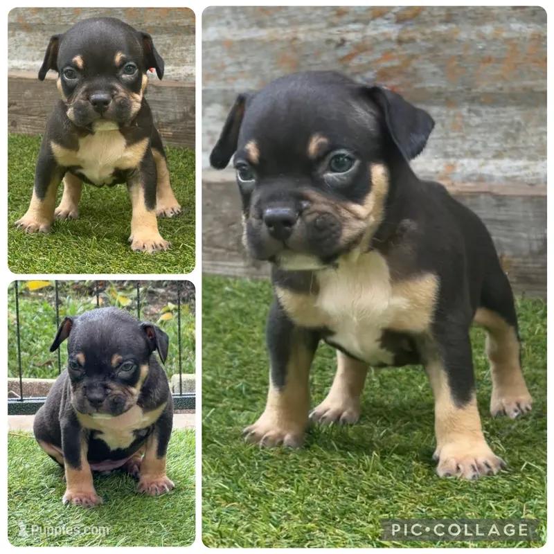 Blue  – American Bully puppy for sale in Macclenny, FL