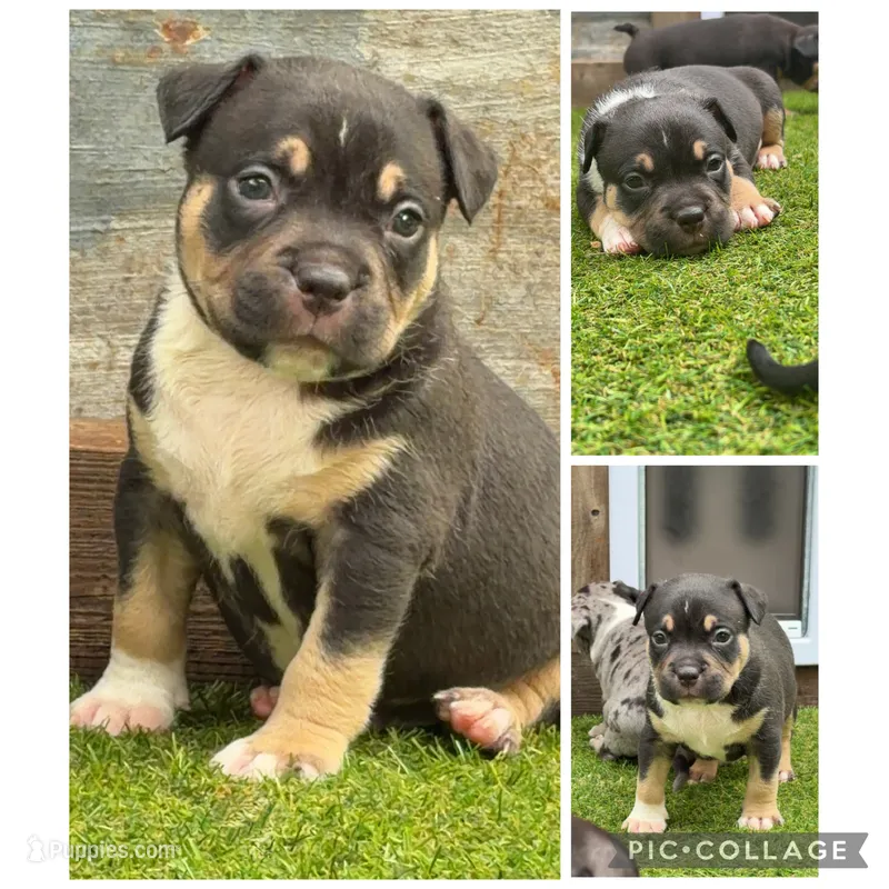 Ken – American Bully puppy for sale in Macclenny, FL