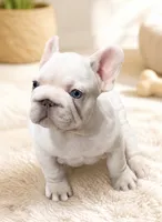 Ghost, a male French Bulldog for sale in Ladera Ranch, CA – 1 of 3