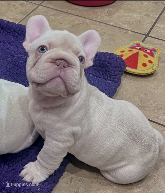 Goose – French Bulldog puppy for sale in Ladera Ranch, CA