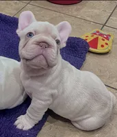 Goose, a male French Bulldog for sale in Ladera Ranch, CA – 1 of 2