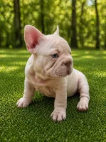 Goose, a male French Bulldog for sale in Ladera Ranch, CA – Photo 2 of 2