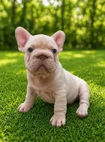 Goose, a male French Bulldog for sale in Ladera Ranch, CA – Photo 1 of 2