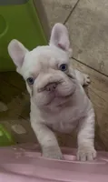 Goose, a male French Bulldog for sale in Ladera Ranch, CA – 2 of 2