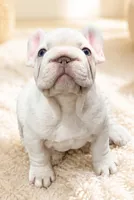 Ghost, a male French Bulldog for sale in Ladera Ranch, CA – 3 of 3