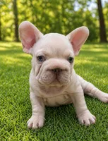 Ghost , a male French Bulldog for sale in Ladera Ranch, CA – Photo 3 of 4