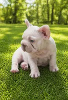 Ghost , a male French Bulldog for sale in Ladera Ranch, CA – Photo 2 of 4