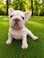 Ghost , a male French Bulldog for sale in Ladera Ranch, CA – Photo 4 of 4