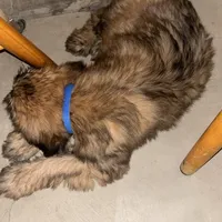 Cain, a male Soft Coated Wheaten Terrier for sale in Garden Grove, IA – Photo 9 of 9