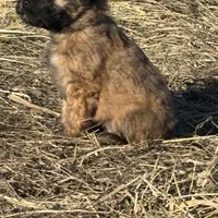 Cain, a male Soft Coated Wheaten Terrier for sale in Garden Grove, IA – Photo 3 of 9