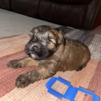 Cain, a male Soft Coated Wheaten Terrier for sale in Garden Grove, IA – Photo 5 of 9