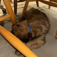 Cain, a male Soft Coated Wheaten Terrier for sale in Garden Grove, IA – Photo 8 of 9