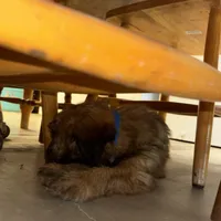 Cain, a male Soft Coated Wheaten Terrier for sale in Garden Grove, IA – Photo 7 of 9