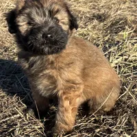 Cain, a male Soft Coated Wheaten Terrier for sale in Garden Grove, IA – Photo 1 of 9