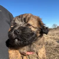 Cain, a male Soft Coated Wheaten Terrier for sale in Garden Grove, IA – Photo 2 of 9