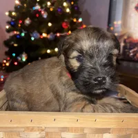 Chloe, a female Soft Coated Wheaten Terrier for sale in Garden Grove, IA – Photo 4 of 5