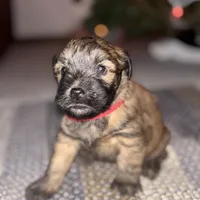 Chloe, a female Soft Coated Wheaten Terrier for sale in Garden Grove, IA – Photo 5 of 5