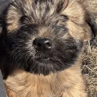 Chloe, a female Soft Coated Wheaten Terrier for sale in Garden Grove, IA – Photo 1 of 5