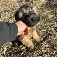 Chloe, a female Soft Coated Wheaten Terrier for sale in Garden Grove, IA – Photo 2 of 5