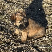 Cam, a male Soft Coated Wheaten Terrier for sale in Garden Grove, IA – Photo 3 of 6