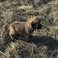 Cam, a male Soft Coated Wheaten Terrier for sale in Garden Grove, IA – Photo 4 of 6