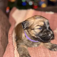 Cam, a male Soft Coated Wheaten Terrier for sale in Garden Grove, IA – Photo 5 of 6