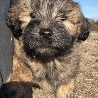 Cam, a male Soft Coated Wheaten Terrier for sale in Garden Grove, IA – Photo 1 of 6