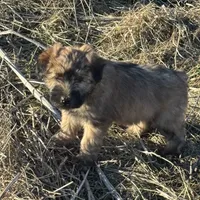Cam, a male Soft Coated Wheaten Terrier for sale in Garden Grove, IA – Photo 2 of 6
