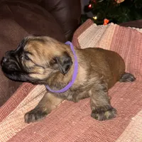 Cam, a male Soft Coated Wheaten Terrier for sale in Garden Grove, IA – Photo 6 of 6