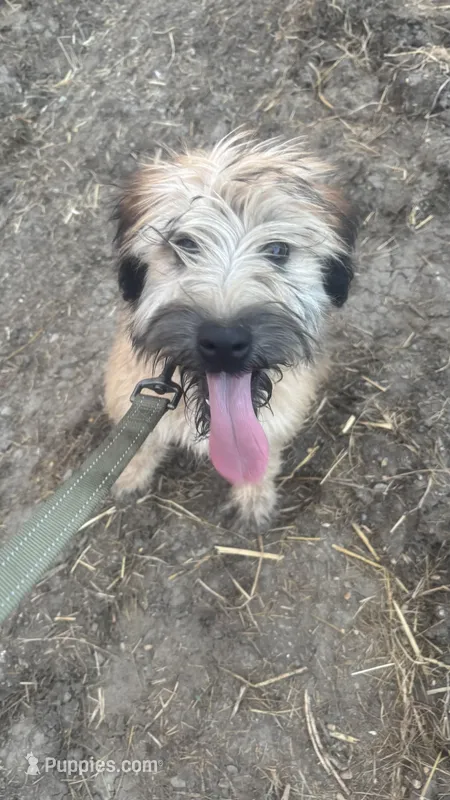 Callie – Soft Coated Wheaten Terrier puppy for sale in Garden Grove, IA