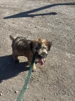 Callie, a female Soft Coated Wheaten Terrier for sale in Garden Grove, IA – Photo 4 of 4
