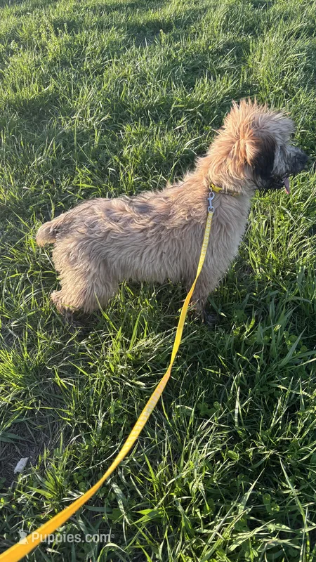 Callie – Soft Coated Wheaten Terrier puppy for sale in Garden Grove, IA