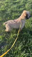 Callie, a female Soft Coated Wheaten Terrier for sale in Garden Grove, IA – 1 of 5