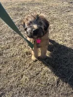 CoCo, a female Soft Coated Wheaten Terrier for sale in Garden Grove, IA – Photo 1 of 5
