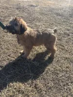 CoCo, a female Soft Coated Wheaten Terrier for sale in Garden Grove, IA – Photo 5 of 5