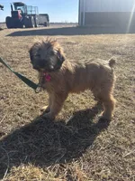 CoCo, a female Soft Coated Wheaten Terrier for sale in Garden Grove, IA – Photo 4 of 5
