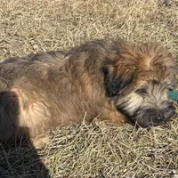 Cash, a male Soft Coated Wheaten Terrier for sale in Garden Grove, IA – Photo 4 of 5