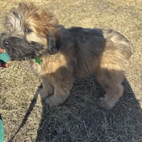 Cash, a male Soft Coated Wheaten Terrier for sale in Garden Grove, IA – Photo 5 of 5