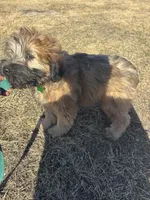 Cash, a male Soft Coated Wheaten Terrier for sale in Garden Grove, IA – Photo 5 of 5